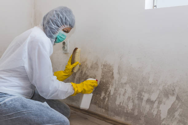 Mold Testing and Removal in Cordova, NC
