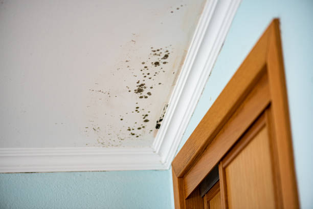 Professional Mold Removal in Cordova, NC