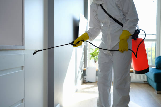 Best Black Mold Removal  in Cordova, NC