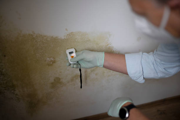 Best Office Mold Removal Services  in Cordova, NC
