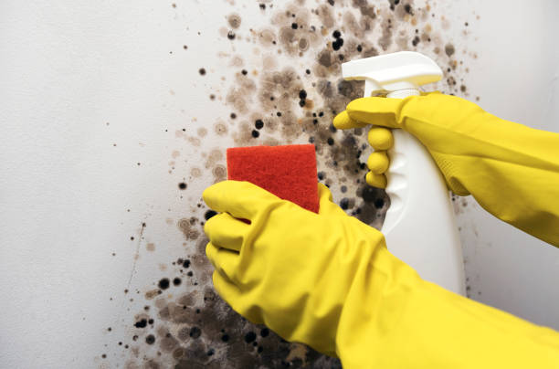 Best Mold Testing and Removal  in Cordova, NC