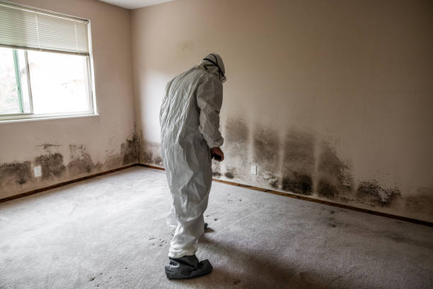 Mold Removal and Inspection in Cordova, NC