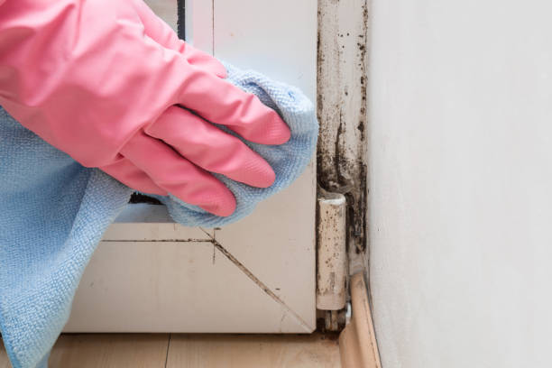Crawl Space Mold Removal in Cordova, NC