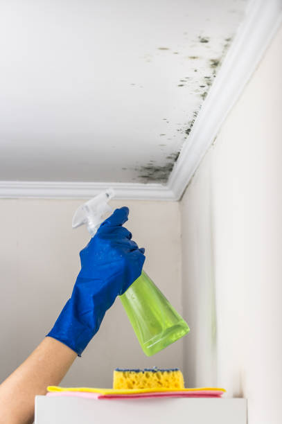 Best Affordable Mold Removal  in Cordova, NC